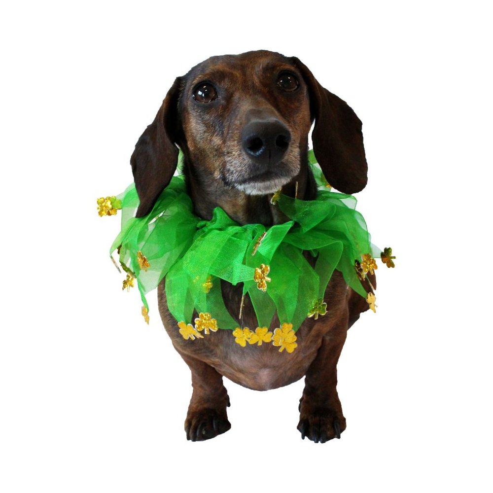Midlee St Patrick's Shamrock Decorative Dog Collar